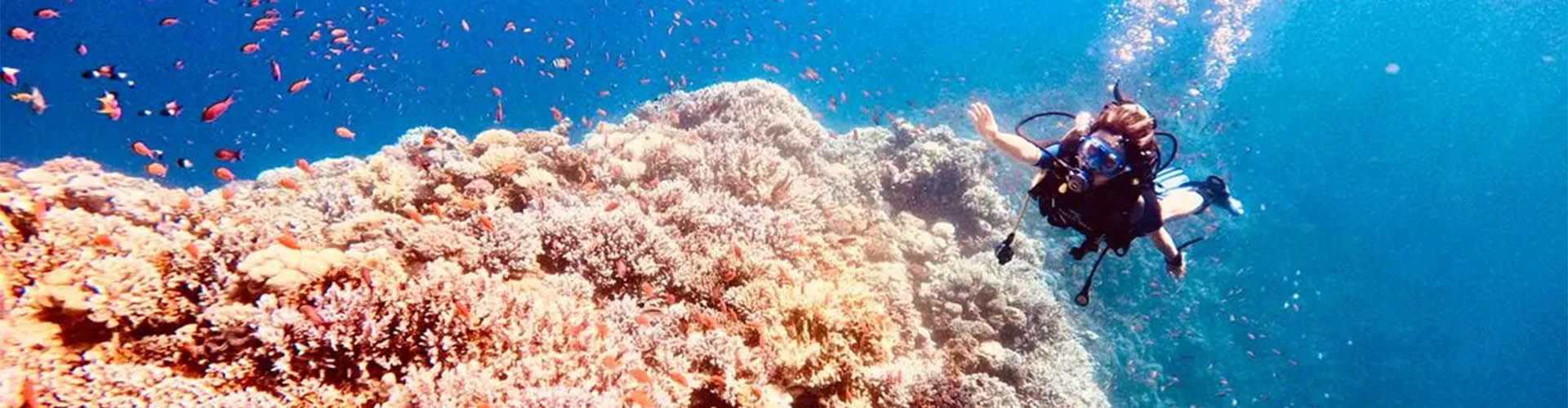 Red Sea Diving Tours