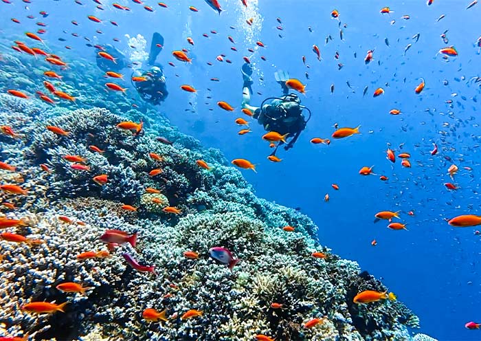 Red Sea Diving Tours