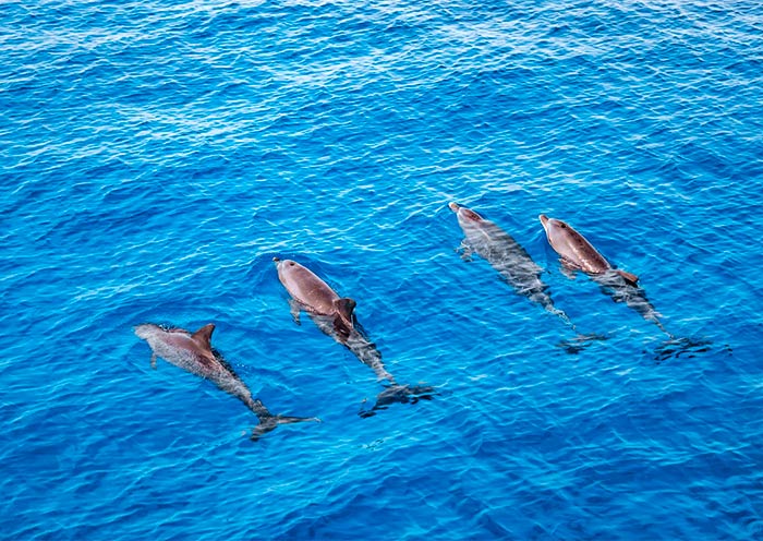 Hurghada Dolphins, Egypt Hurghada Dolphins, Egypt