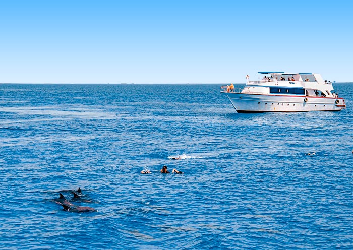 Hurghada Dolphins, Egypt