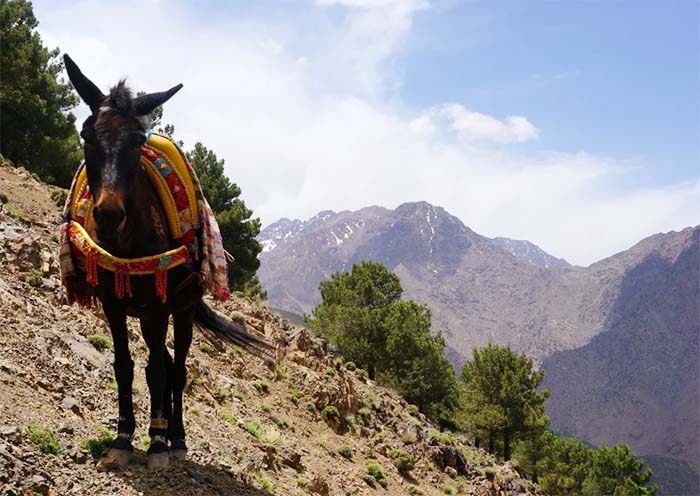 Atlas Mountains Hiking Atlas Mountains Hiking
