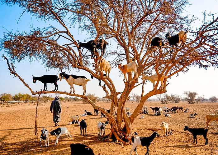 Goats on Argan Trees on the Way to Essaouira
