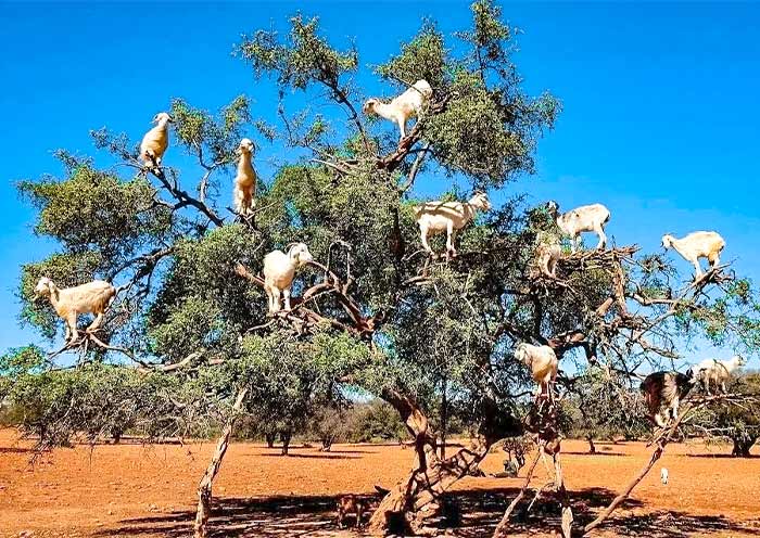 Goats on Argan Trees on the Way to Essaouira