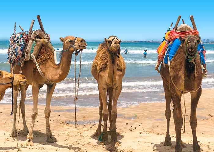 Essaouira Beach