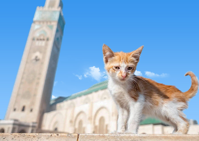 Morocco Tours for Seniors