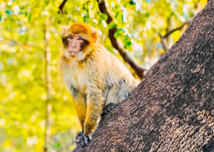 Monkeys of Ifrane