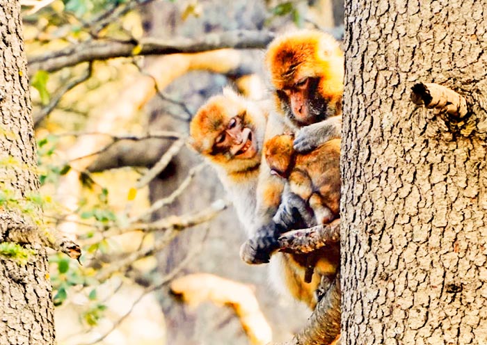 Monkeys of Ifrane