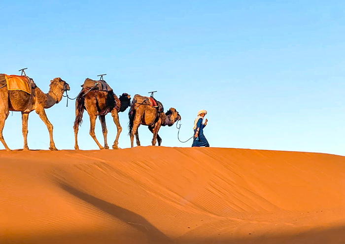 Marrakech Sahara Desert Camel Trekking