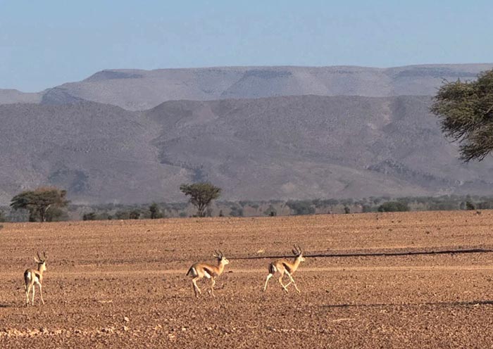 Erg Chigaga Wild Animals (Wild Sahara Desert) Erg Chigaga Wild Animals (Wild Sahara Desert)