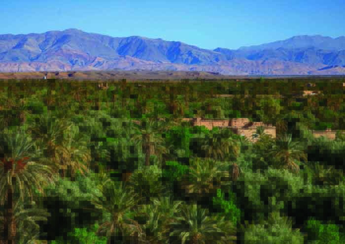 Skoura Oasis Palm Forest