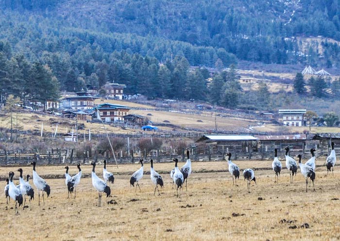 Gangtey Black-necked Cranes, Bhutan  Gangtey Black-necked Cranes, Bhutan