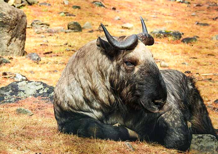 Takin, Bhutan National Animal