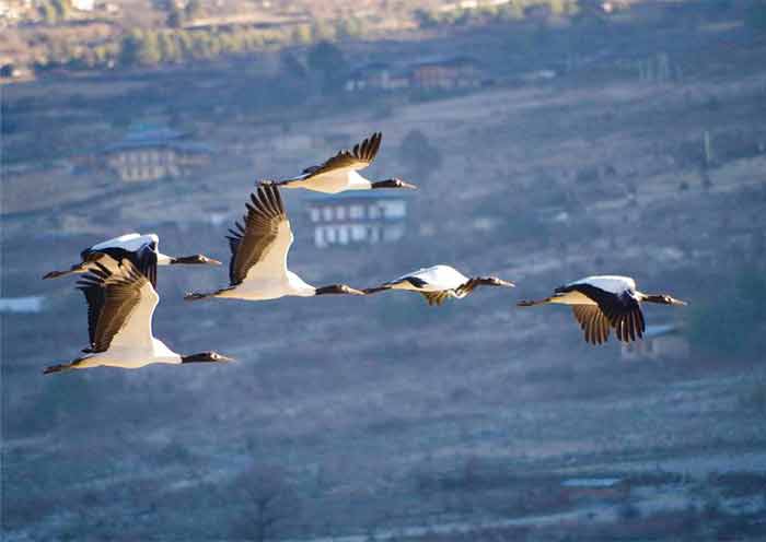 Black-Necked Cranes 