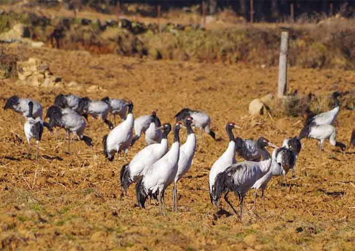 Bhutan Birding/Wildlife Tours