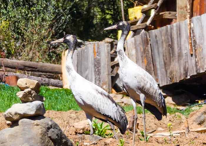 Bhutan Birding/Wildlife Tours