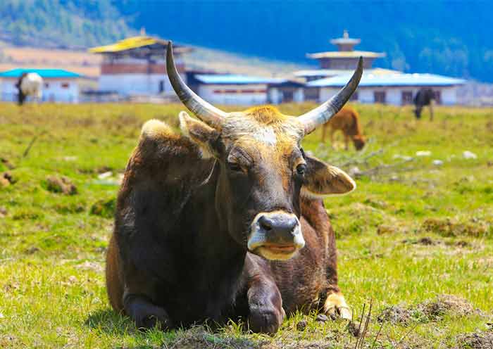 Phobjikha Valley Phobjikha Valley
