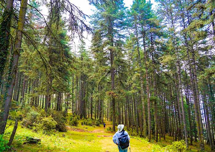 Gangtey Nature Trail