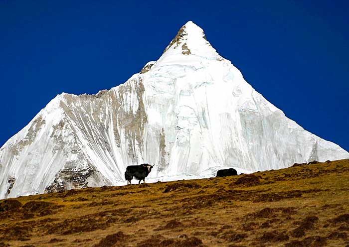 11 Days Bhutan Jomolhari Trek Tour