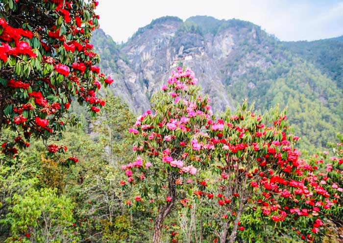 Bhutan tour