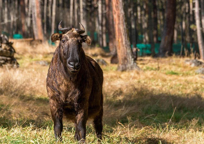 Bhutan's National Animal - Takin Bhutan's National Animal - Takin