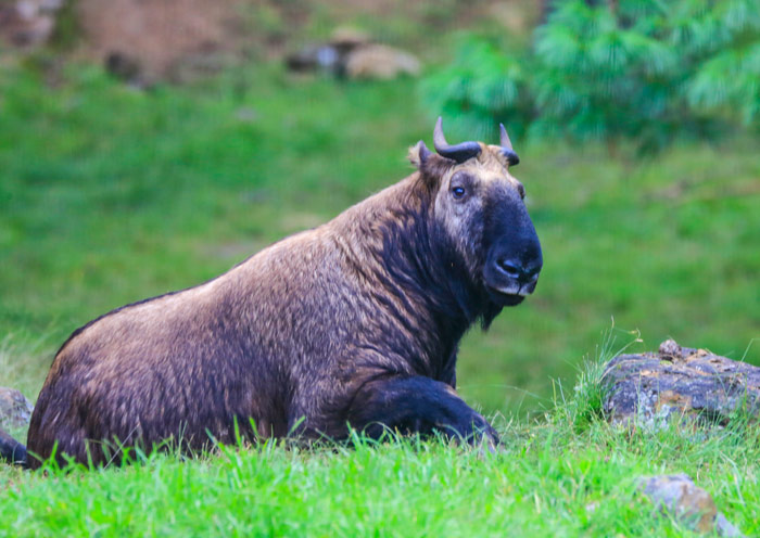 Bhutan's National Animal - Takin
