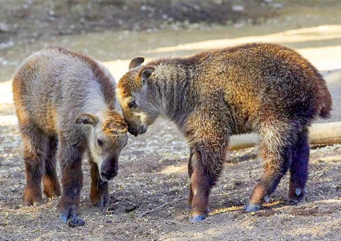 Bhutan's National Animal - Takin