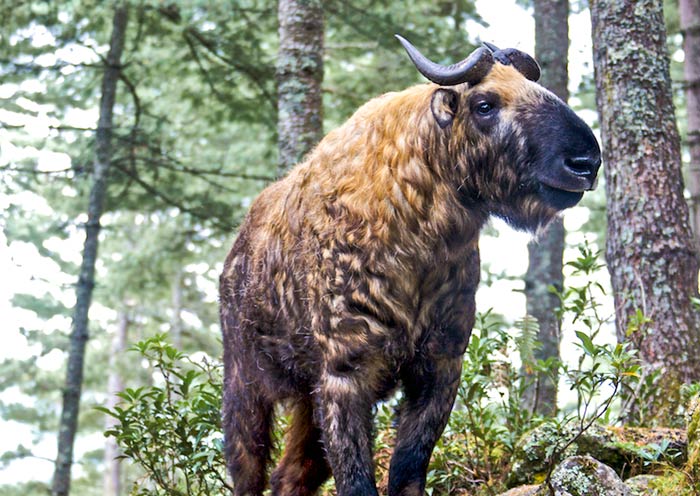 Bhutan's National Animal - Takin