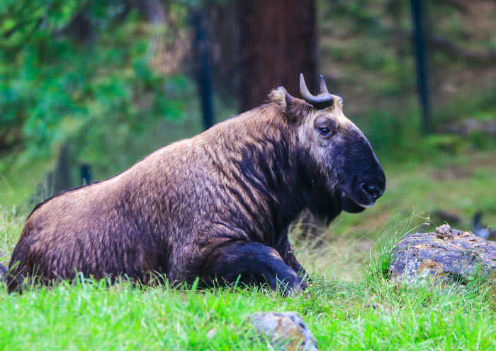 Thimphu Takin Preserve