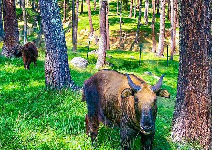 Bhutan's National Animal - Takin