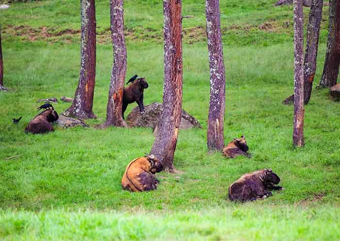 Bhutan's National Animal - Takin