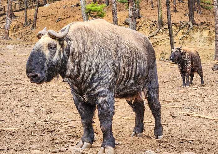 Bhutan's National Animal - Takin