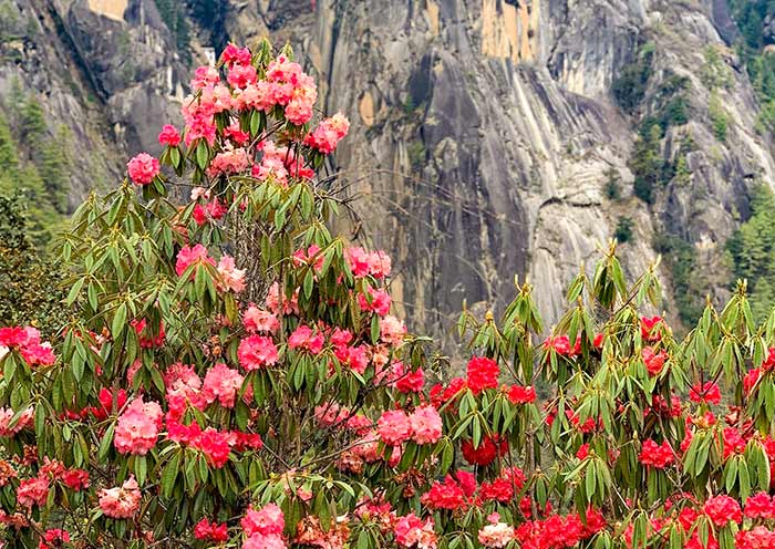April Rhododendron, Tiger's Nest