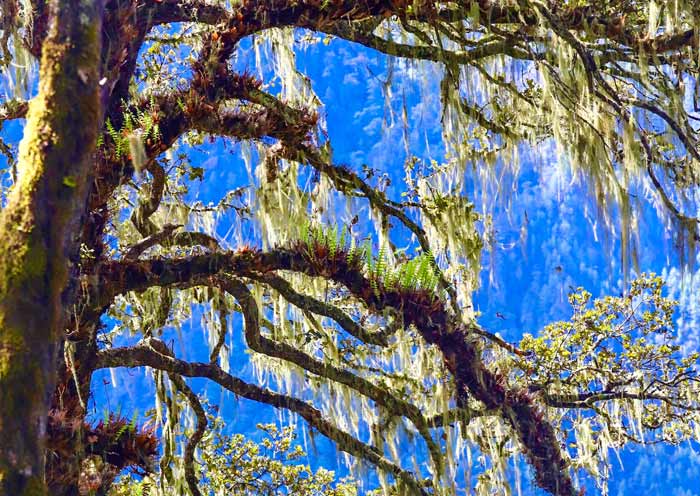 Beard Lichen, Tiger's Nest Beard Lichen, Tiger's Nest