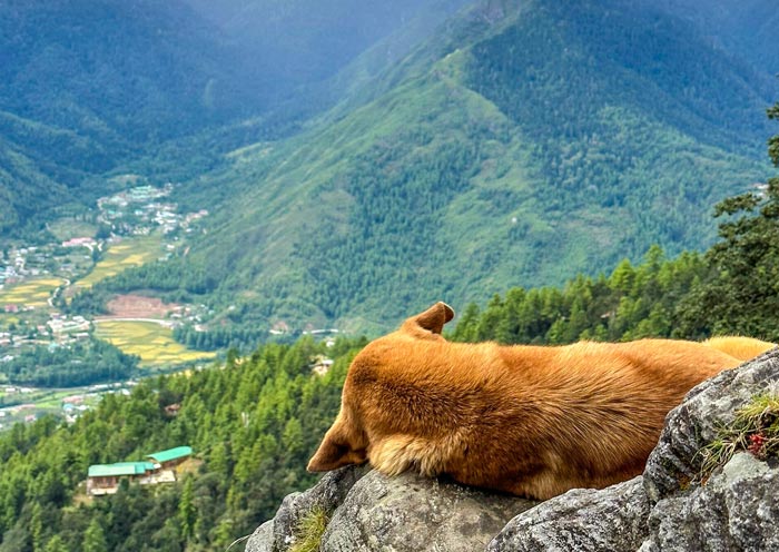 Happy dog, Tiger's Nest
