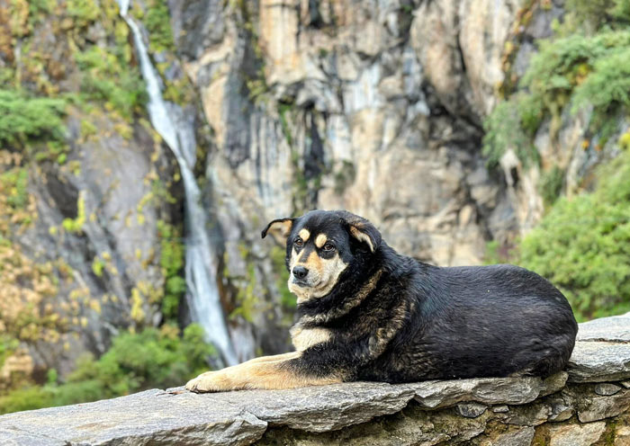 Meet waterfall and dog, Tiger's Nest Hiking Meet waterfall and dog, Tiger's Nest Hiking