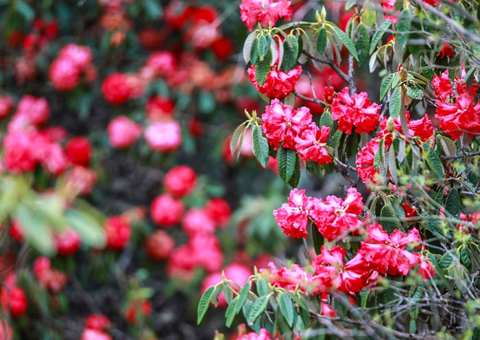May Weather Bhutan