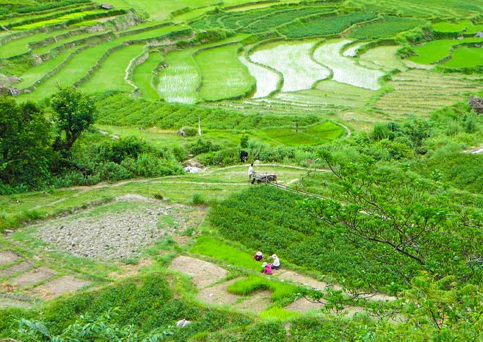 The terraced rice paddies on the way to Chorten The terraced rice paddies on the way to Chorten