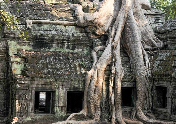 The Ruins of Ta Prohm in Jungle's Embrace