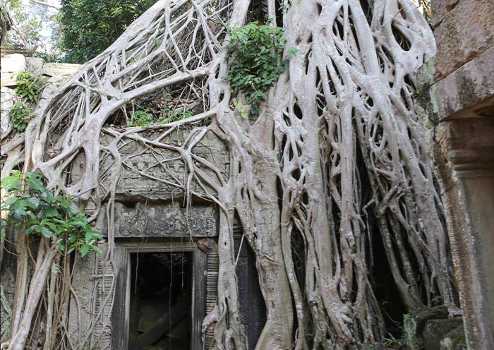 Ta Prohm in the Trees