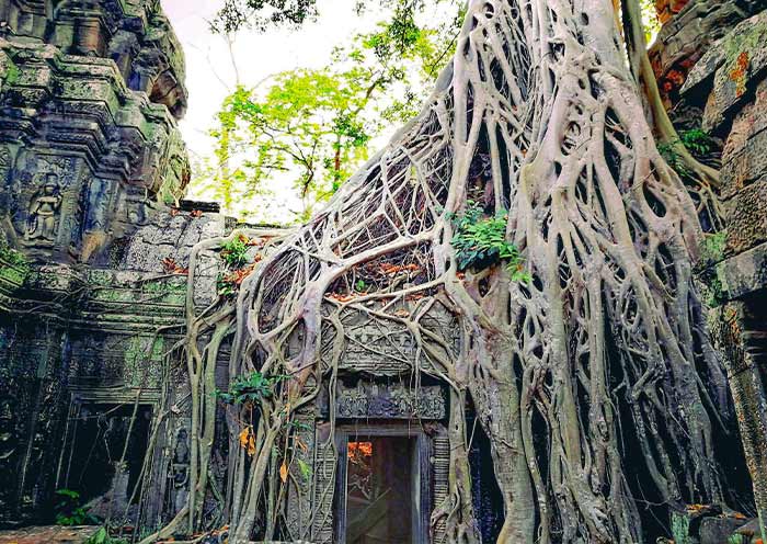 Ta Prohm (Jungle Temple)