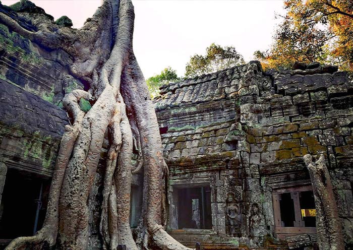 Ta Prohm (Jungle Temple)