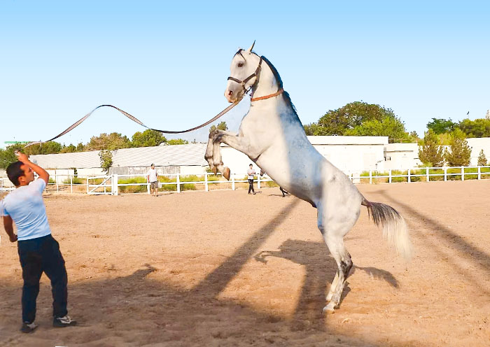 Ahal Teke Horse