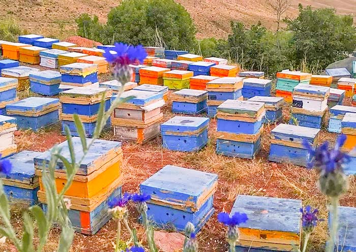 White Honey, the Liquid Gold in Karakol