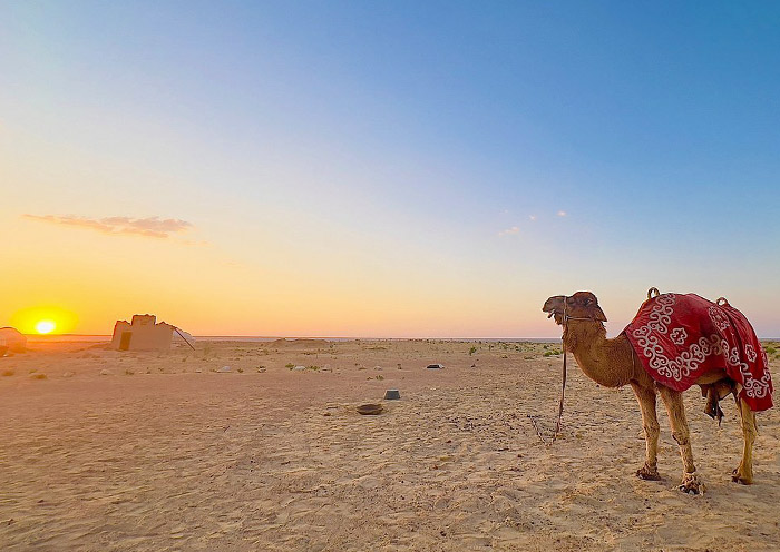 Kyzylkum Desert, Uzbekistan