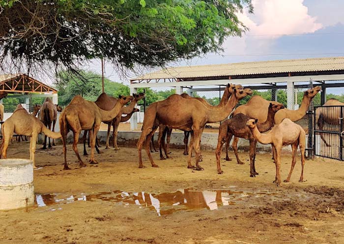 National Research Centre on Camels, Bikaner