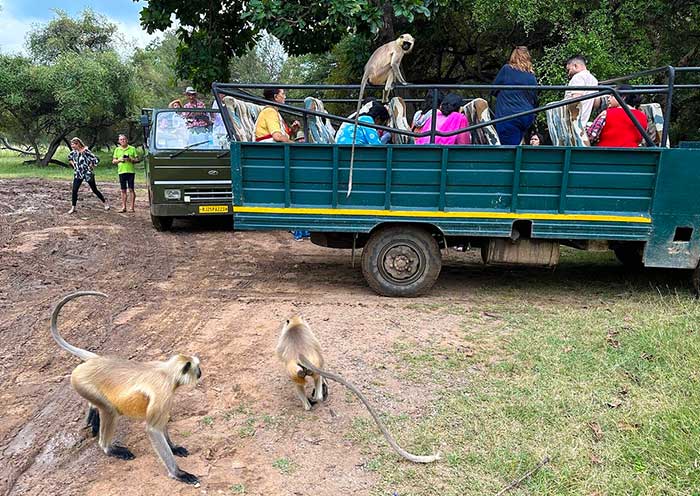 Wildlife Safari, Ranthambore National Park