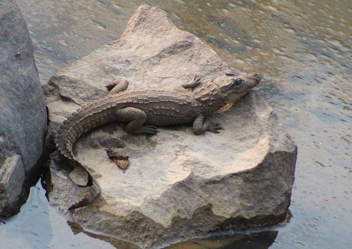 Marsh Crocodiles in Ranthambore