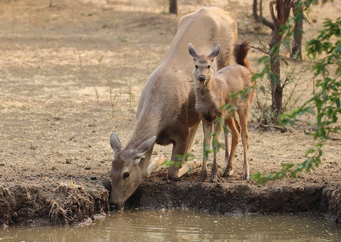 Sambar Deer, Ranthambore Wildlife