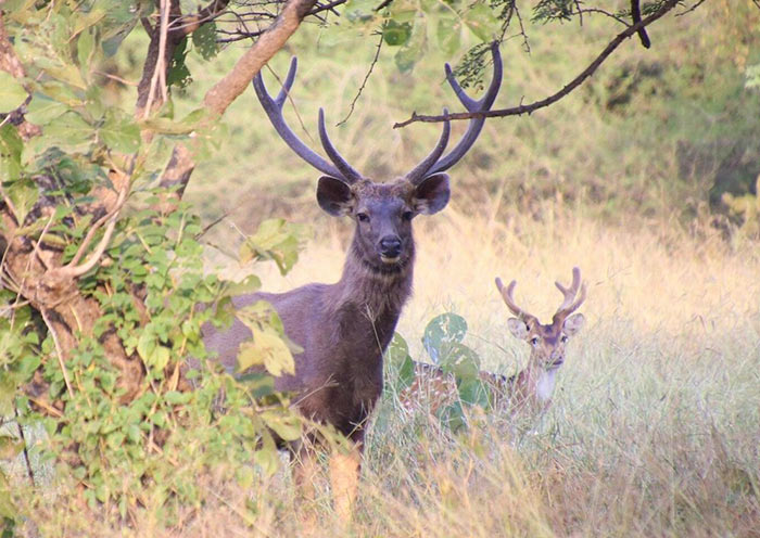 Sambar & Spotted Deer, Ranthambore Wildlife