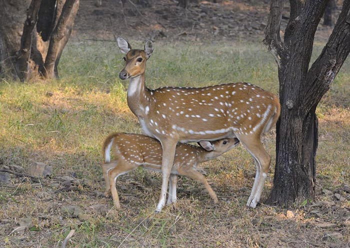 Spotted Deer Baby, Ranthambore Wildlife
